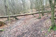 Rundlauf-Kleinostheimer-Wald-28