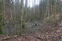 Rundlauf-Kleinostheimer-Wald-3