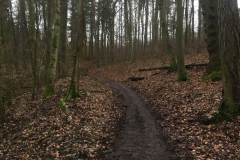 Rundlauf-Kleinostheimer-Wald-6