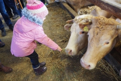 Kühe Füttern mit aromatischen Heu
