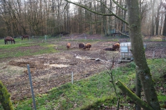 Die Duroc Schweine sind auch im Winter draußen