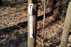 Waldkindergarten-Mainaschaff-16