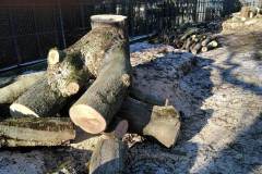 Birken-seitlich-teilweise-gefaellt-2