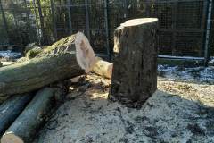 Birken-seitlich-teilweise-gefaellt-3