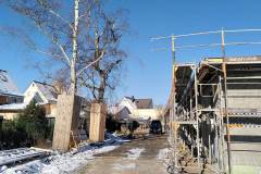 Birken-seitlich-teilweise-gefaellt-7