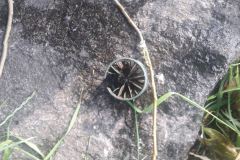 Undefinierbare Plastikteile, die in Unmengen im Main schwammen