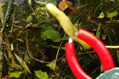 Eine Pepperoni war das harmloseste, was wir fanden.