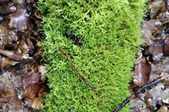 Waldbehung-mit-Niklas-2021-20