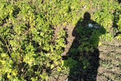 sauberes-Kleinostheim-gesammelter-Muell-1