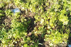 sauberes-Kleinostheim-gesammelter-Muell-2