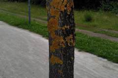 Baeume-Schule-krank-1