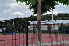 Baeume-Schule-krank-3