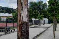 Baeume-Schule-krank-5