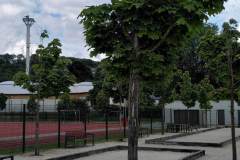 Baeume-Schule-krank-8