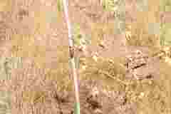 Patenschauft-Aufforstung-Alzenau-7