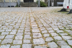 Platane-st-markus-kirche-1