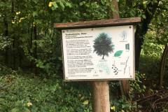 Baumlehrpfad-Elster