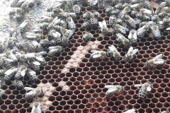 fleißige Bienen