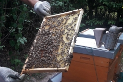 fleißige Bienen