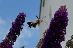 Gartenbesucher
