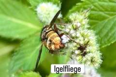Igelfliege