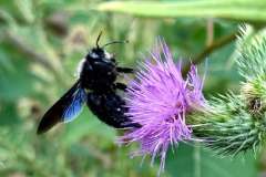 blauschwarze-Holzbiene