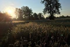 Rehkitzrettung-Mff-Juni-2020