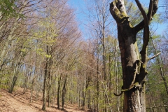 Rohrberg Spessart Grüne 3