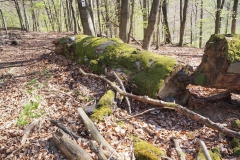 Rohrberg Spessart Grüne 4