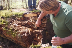 Rohrberg Spessart Grüne 6