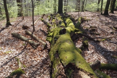 Rohrberg Spessart Grüne 8