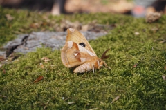 Rohrberg Spessart Grüne 9