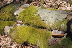 Rohrberg Spessart Grüne 11