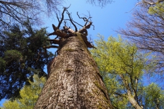 Rohrberg Spessart Grüne 18