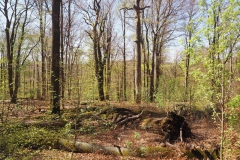 Rohrberg Spessart Grüne 20