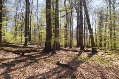 Rohrberg Spessart Grüne 22