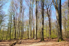 Rohrberg Spessart Grüne 23