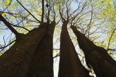 Rohrberg Spessart Grüne 24