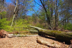 Rohrberg Spessart Grüne 25