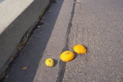 Regelmäßig Orangenschalen auf der Hörsteiner Brücke