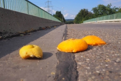 Dieses Rätsel wurde nie gelöst, aber die Schalen sind seit dem Bericht weg!