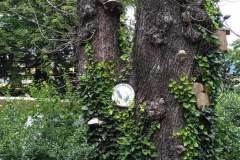 Habitate-Trier-9