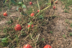 Kerstin-Celina-Sturmtief-Bernd-2019-13