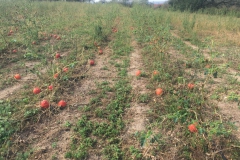 Kerstin-Celina-Sturmtief-Bernd-2019-14