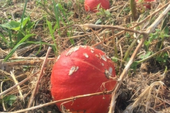 Kerstin-Celina-Sturmtief-Bernd-2019-15