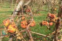 Kerstin-Celina-Sturmtief-Bernd-2019-17