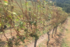 Kerstin-Celina-Sturmtief-Bernd-2019-21