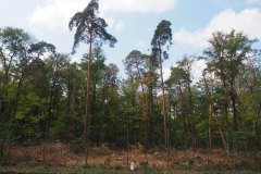 Wald-Exkursion 2019-07