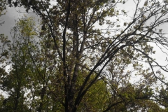 Waldexkursion Grüne-Kleinostheim im Hanauer Forst