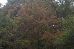 vertrocknete Blätter schon Anfang August